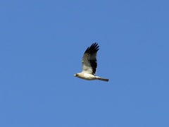 Hieraaetus pennatus