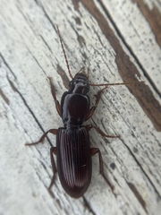 Stenomorphus californicus