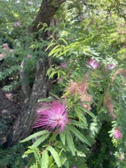 Calliandra surinamensis