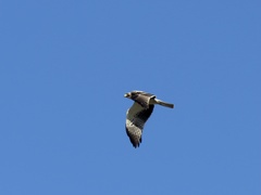 Hieraaetus pennatus