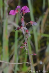 Desmodium incanum