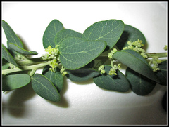 Cissampelos capensis