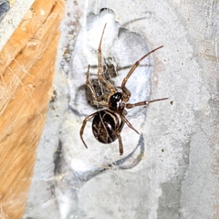 Steatoda borealis