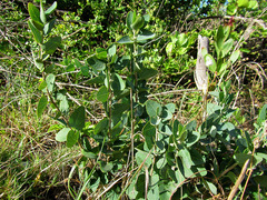 Cissampelos capensis