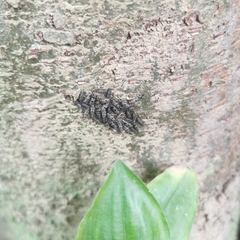 Psocidae