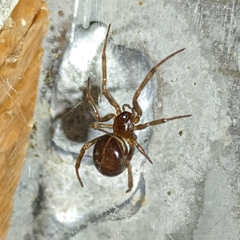 Steatoda borealis