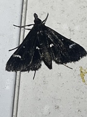 Diasemiodes nigralis