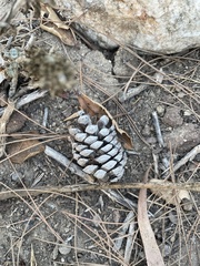 Pinus