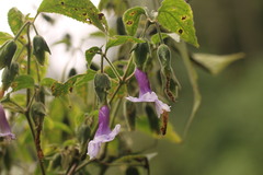 Strobilanthes echinata
