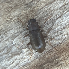 Hexacylloepus ferrugineus