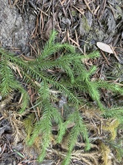 Lycopodium