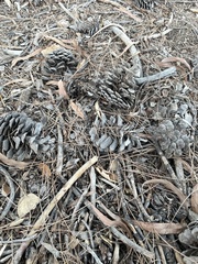 Pinus