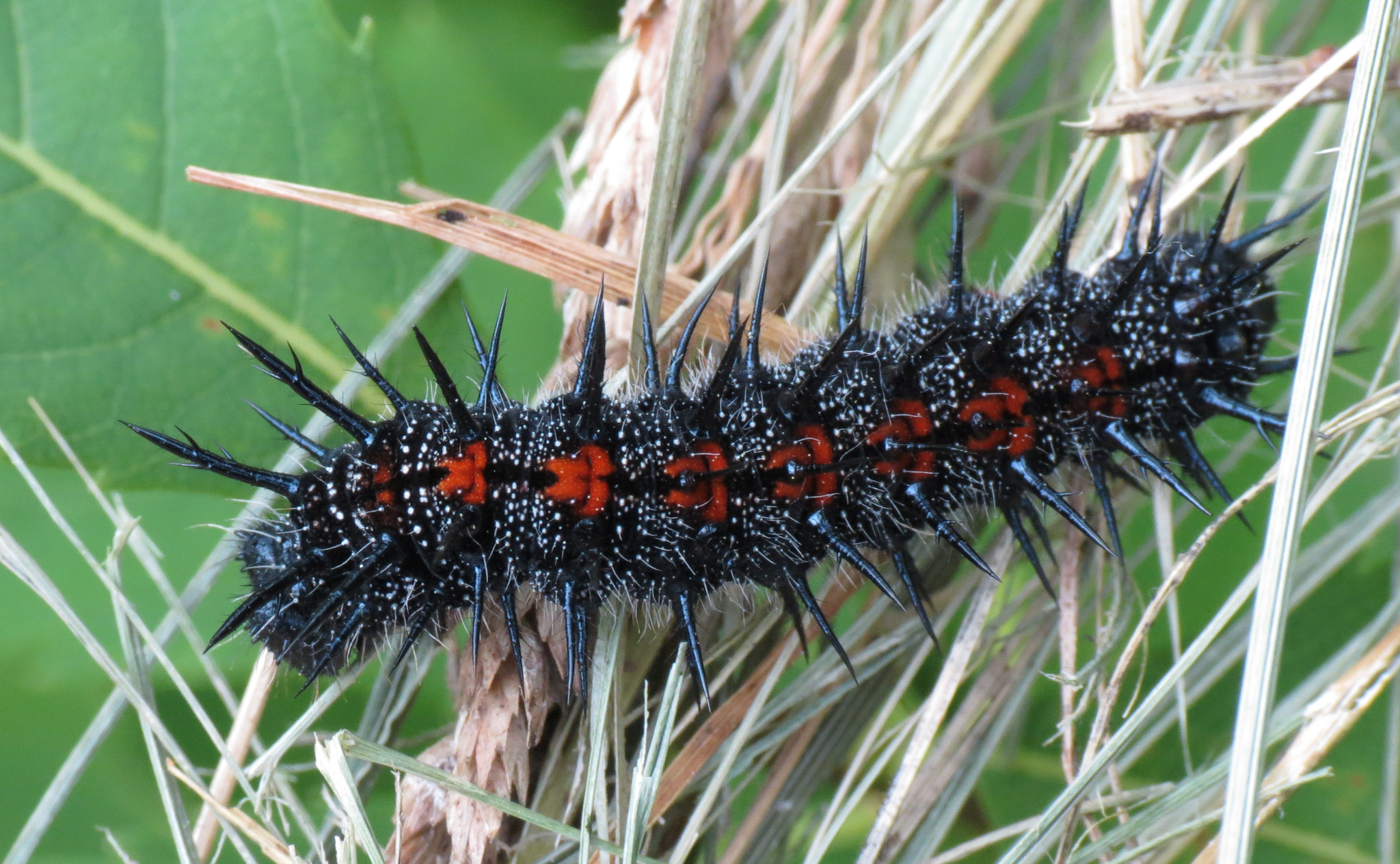 Mourning Cloak (Nymphalis antiopa) · iNaturalist