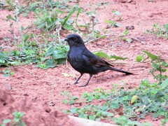 Melaenornis pammelaina ater