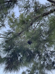 Pinus