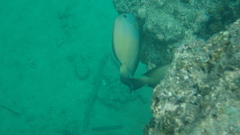Acanthuridae