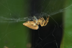 Cyrtophora exanthematica