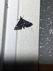 Diasemiodes nigralis