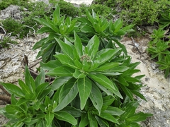 Heliotropium arboreum
