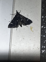 Diasemiodes nigralis