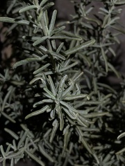 Ericameria ericoides