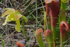 Sarracenia minor