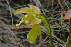 Sarracenia minor
