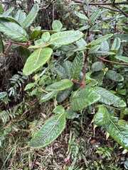 Weinmannia