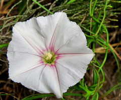 Convolvulus capensis