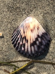 Argopecten ventricosus