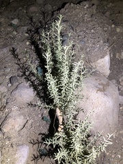 Ericameria ericoides