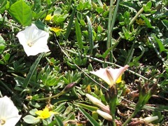 Convolvulus capensis