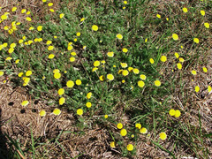 Cotula discolor