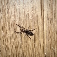 Eremobatidae
