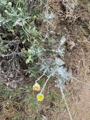 Baileya pleniradiata