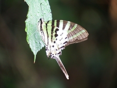 Graphium antiphates