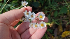 Symphyotrichum pilosum pilosum