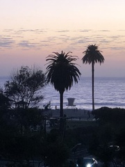 Phoenix canariensis