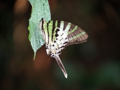 Graphium antiphates