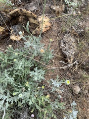 Baileya pleniradiata