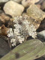 Pulchrocladia retipora