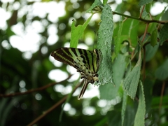 Graphium antiphates