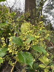 Muehlenbeckia tamnifolia