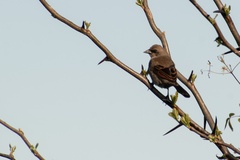 Agelaioides badius
