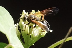 Tachytes guatemalensis