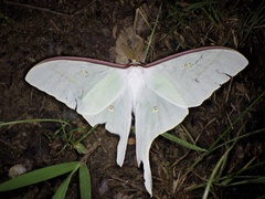 Actias aliena aliena