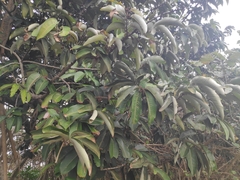 Myristica hypargyraea