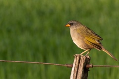 Embernagra platensis