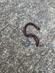 Lumbricus