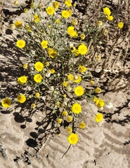 Baileya multiradiata